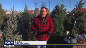 Choosing the perfect Christmas Tree