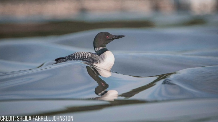 The Loon Lady tells us how to save the loons
