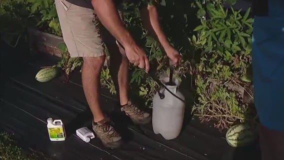 Spraying your garden for caterpillars