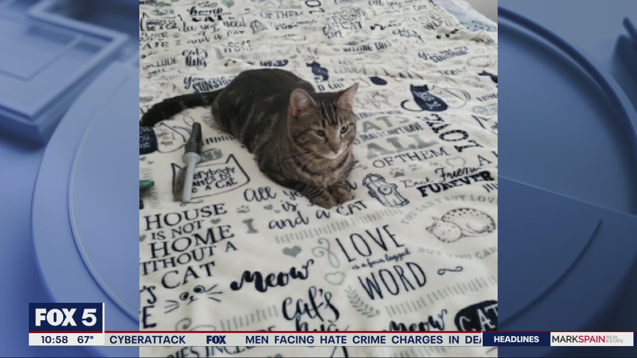 Pets of the Day from Furkids