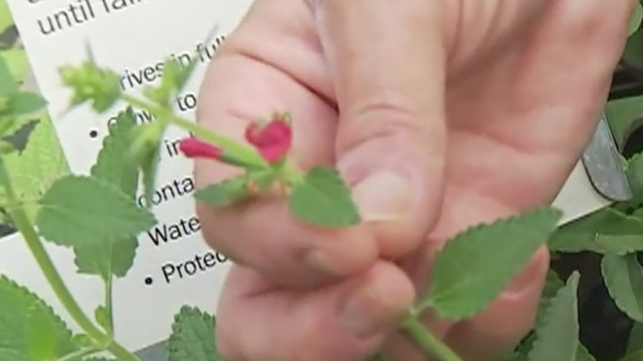 Your Garden: Attracting hummingbirds