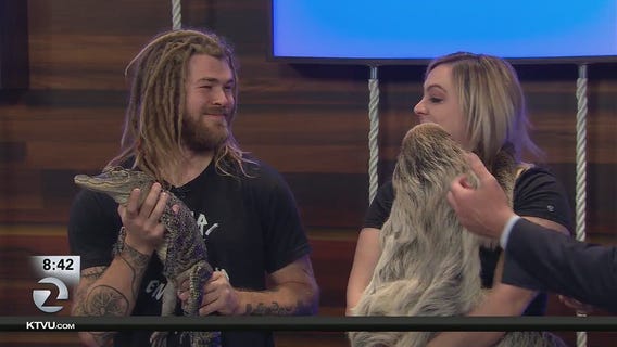 Sloth and alligator from Safari Encounters visit KTVU