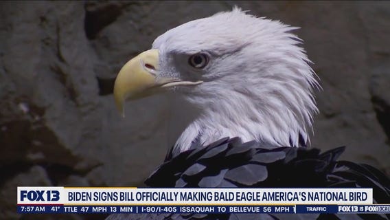 Biden signs bill making bald eagle America's national bird.