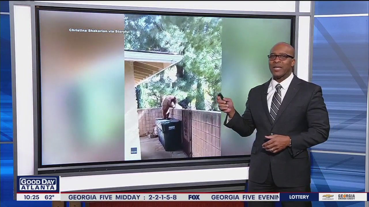 Bear raids trash at Los Angeles home