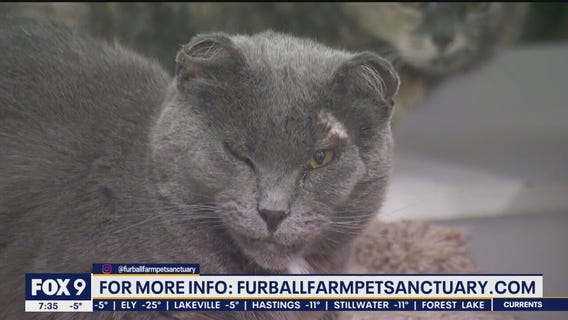 Get to know Furball Farm Pet Sanctuary's mascot Will