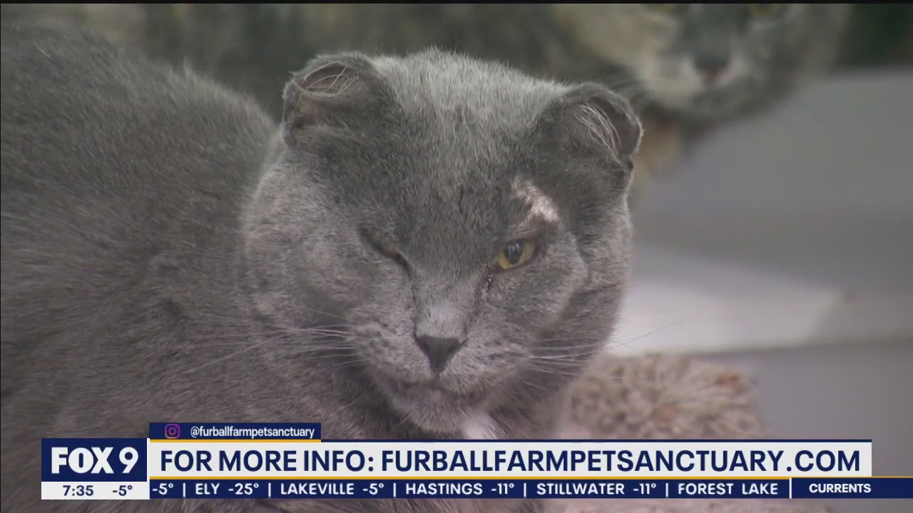Get to know Furball Farm Pet Sanctuary's mascot Will