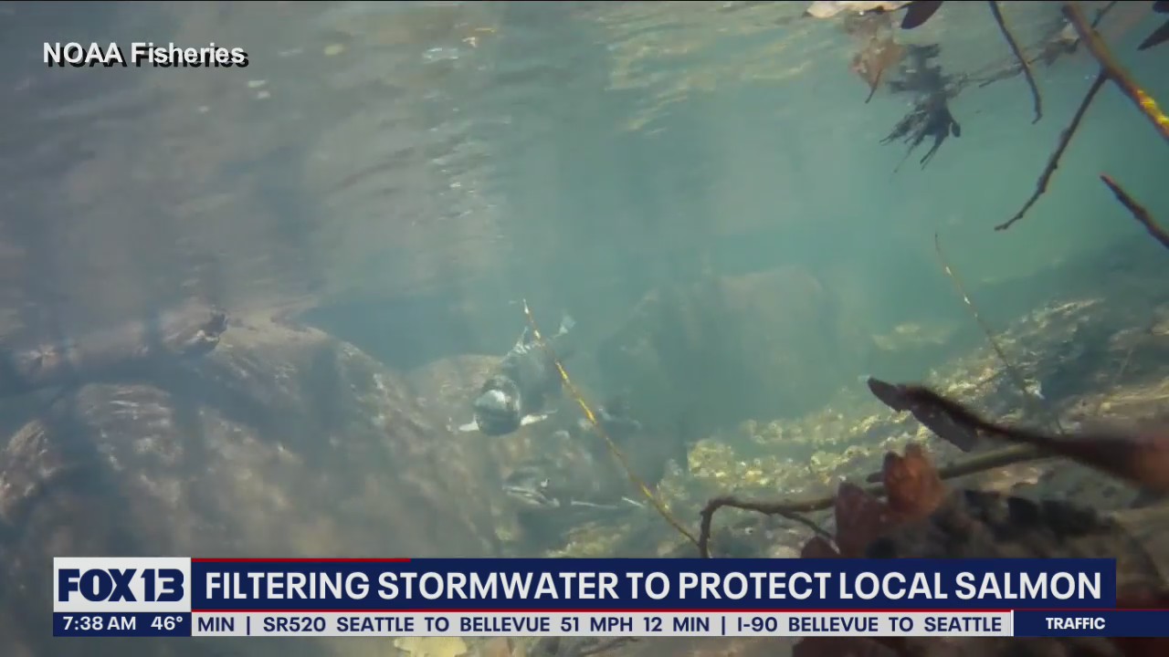 Filtering stormwater protect local salmon