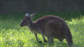 Aussie animals cheer on their home team from Brookfield Zoo