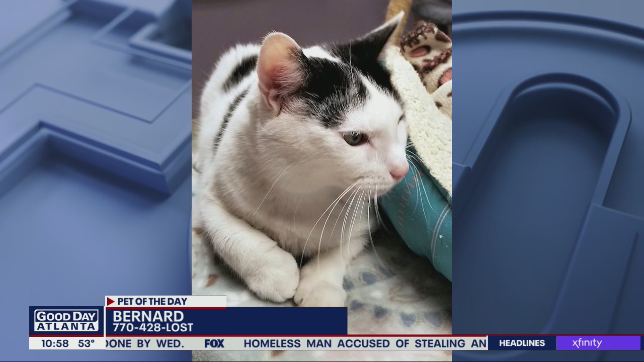 Pet of the Day from the Humane Society of Cobb County