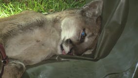Pasadena mountain lion