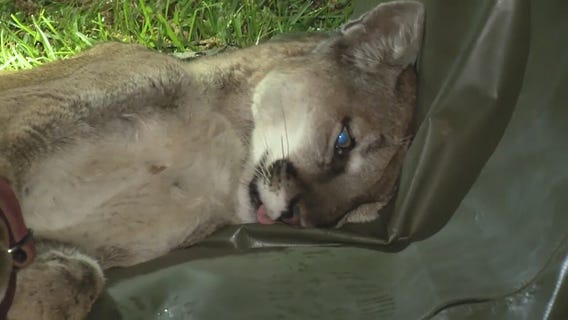 Pasadena mountain lion