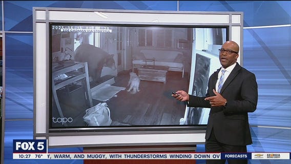 Bear and dog face off in home