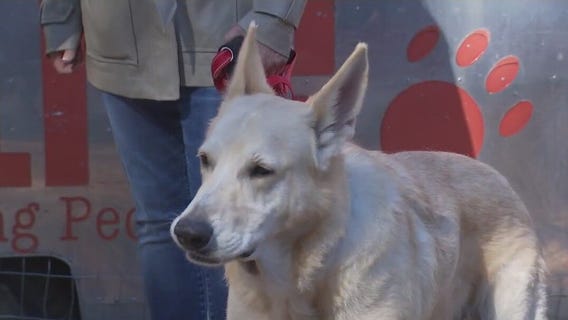 Pet of the Weekend: Wally