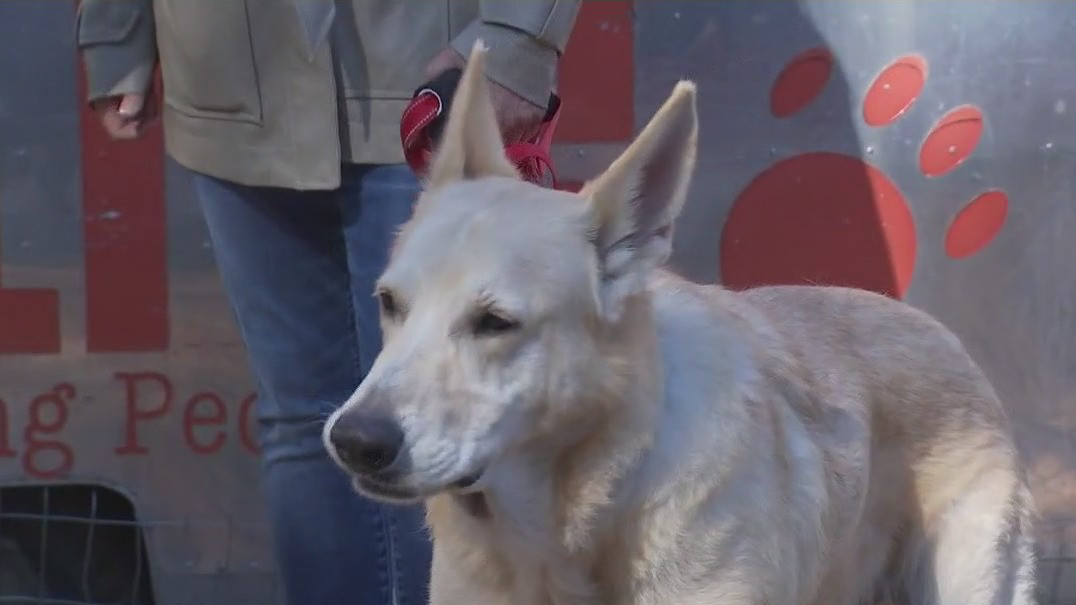 Pet of the Weekend: Wally