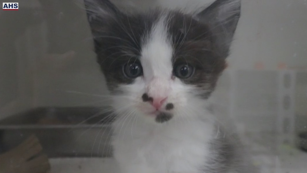 Kitten season underway and Arizona Humane needs help with fosters, donations