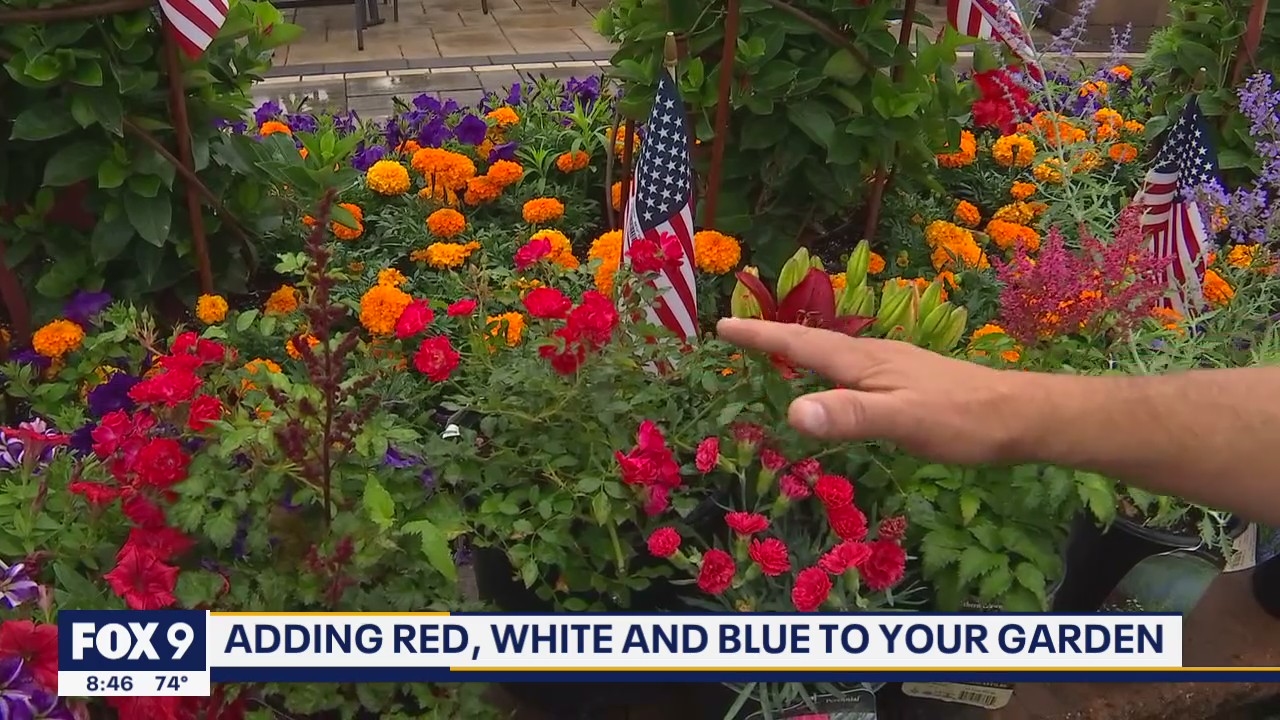 Bursts of color -- 4th of July Landscaping D�cor