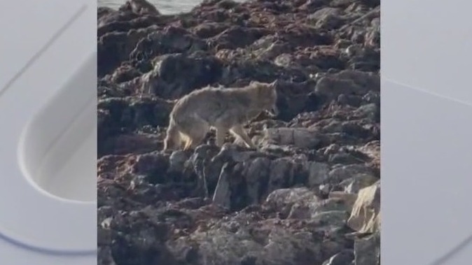Coyote seen swimming to Alcatraz for first time