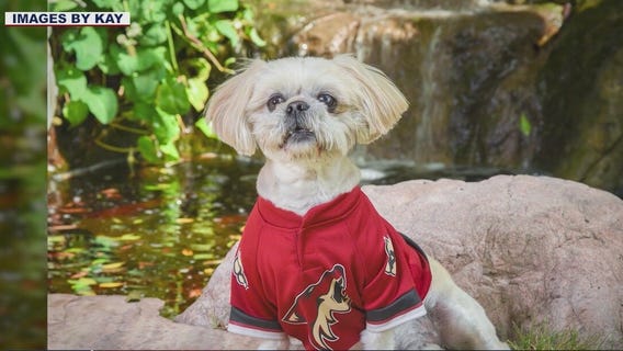 Paws for a Cause: Donate pet food for a free photo session