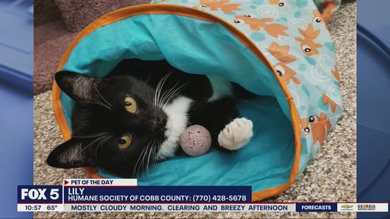 Pet of the Day from the Humane Society of Cobb County