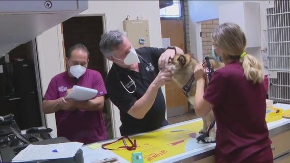 Why we need diversity in the veterinary field