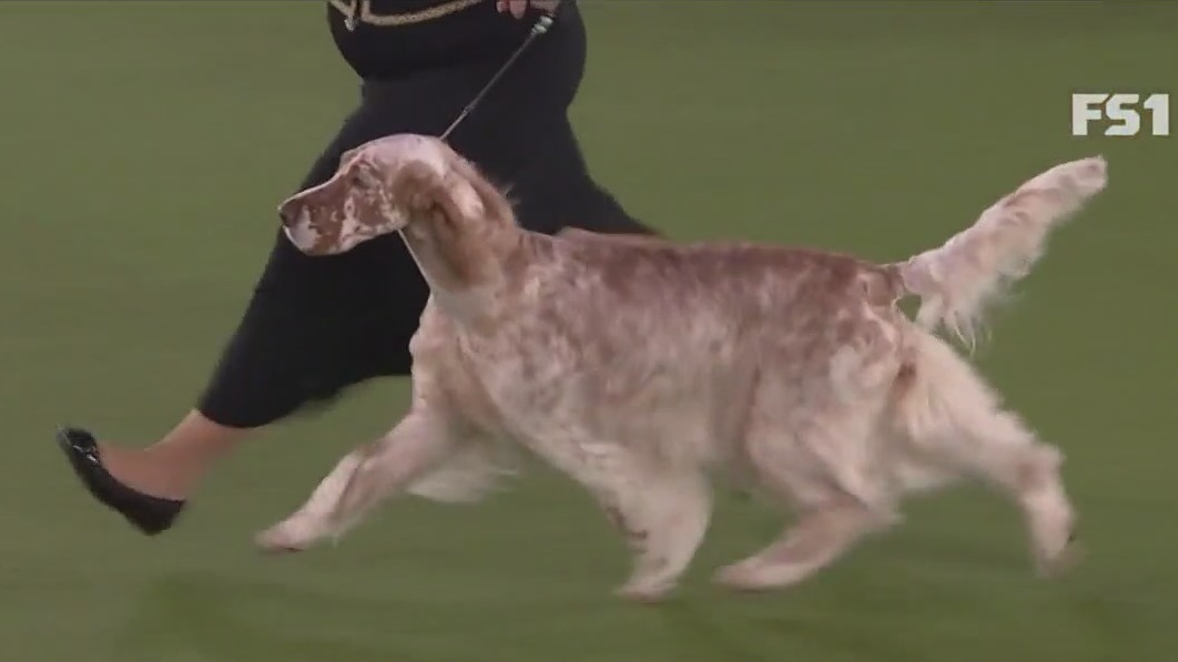 147th Westminster Kennel Club Dog Show happening this weekend