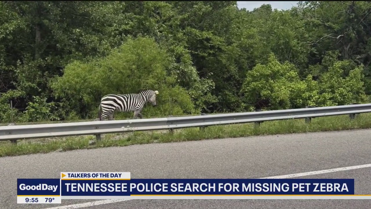 Tennessee police search for missing pet zebra