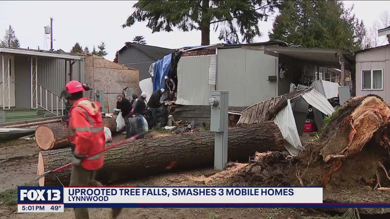 Windstorm topples tree in Lynnwood, damaging 4 mobile homes