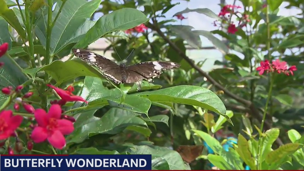 Butterfly Wonderland