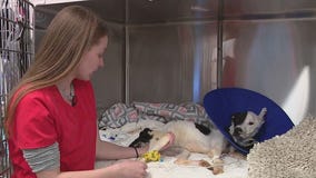Mesa animal rescue treating badly abused dog