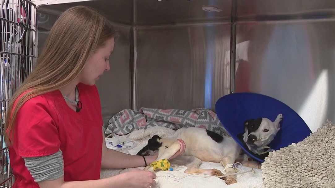 Mesa animal rescue treating badly abused dog