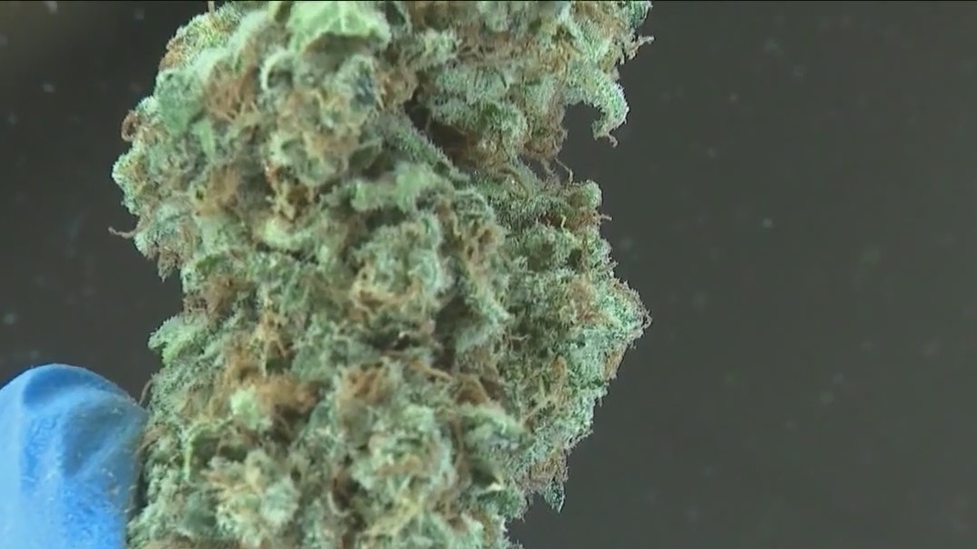 U.S. to reclassify marijuana as less dangerous drug in historic policy shift