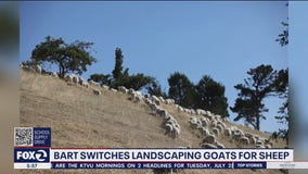Goats out, sheep in: BART's grazing switch