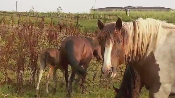 Hamel Rodeo gallops back for 43rd year