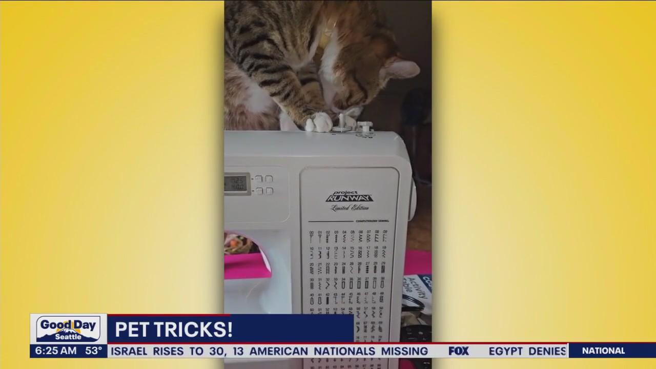 Pet Tricks for Monday, October 16