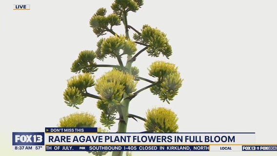 Rare agave plant blooms in WA after 17 years