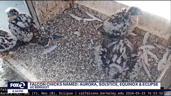 UC Berkeley peregrine falcon chicks officially named
