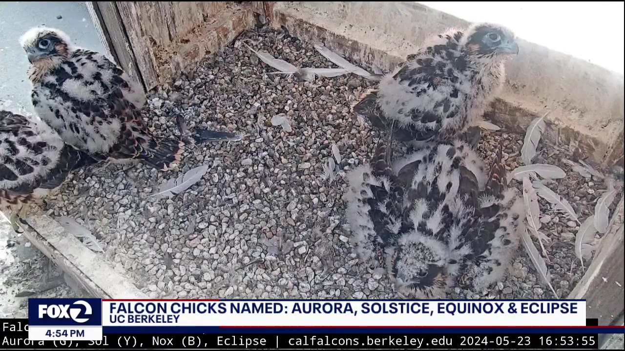 UC Berkeley peregrine falcon chicks officially named