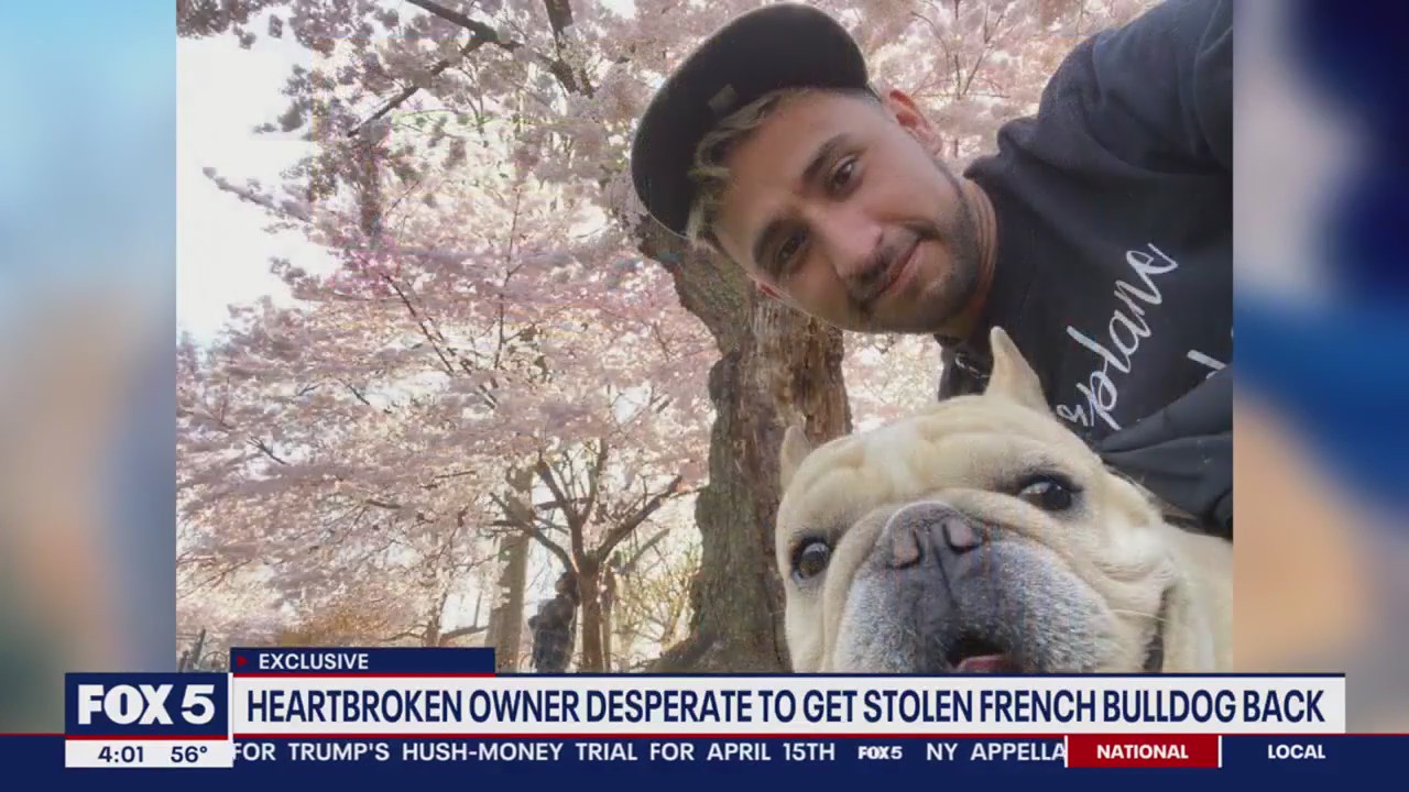 Heartbroken owner pleads for help after French bulldog stolen | FOX 5 DC