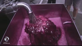 Weather & Wine: The 2016 wine grape harvest underway in Napa