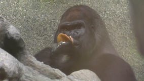 Going bananas for Brookfield Zoo Chicago