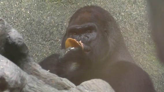 Going bananas for Brookfield Zoo Chicago