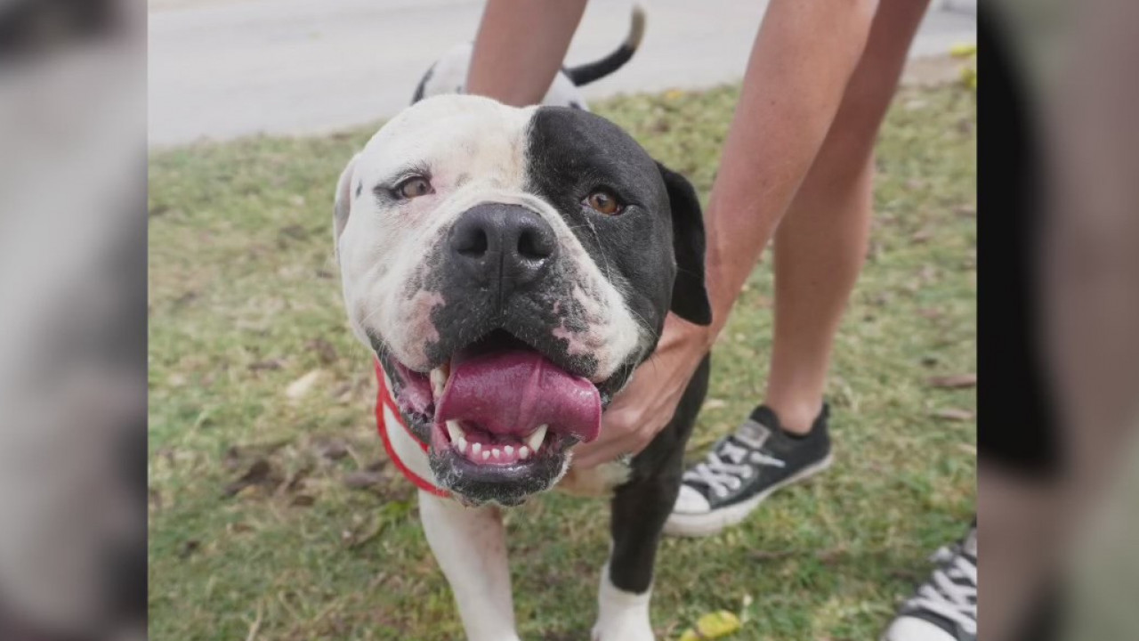 Pet of the Weekend: Skyler