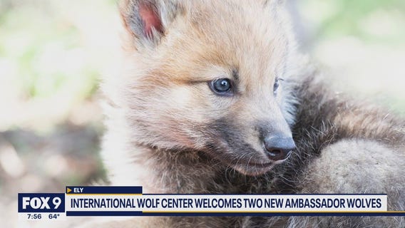 International Wolf Center welcomes two wolf pups