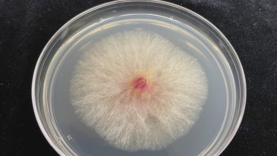 Smuggling arrests raises concerns about food supply safety