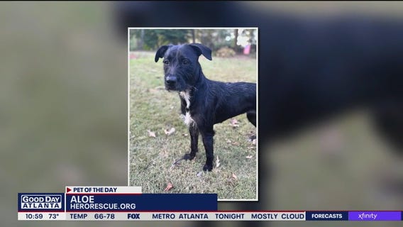 Pet of the Day from Hero Dog Rescue