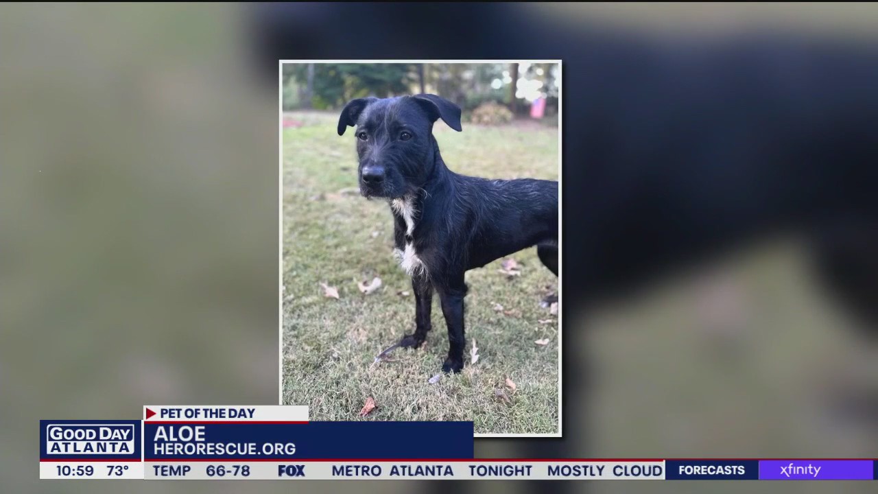 Pet of the Day from Hero Dog Rescue