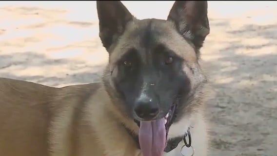 Keeping your pets safe during hot weather