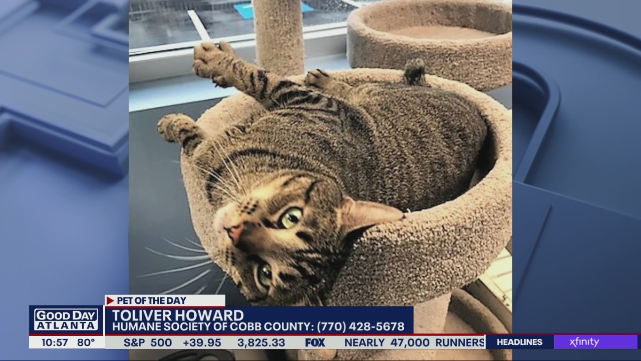 Pet of the Day from the Humane Society of Cobb County