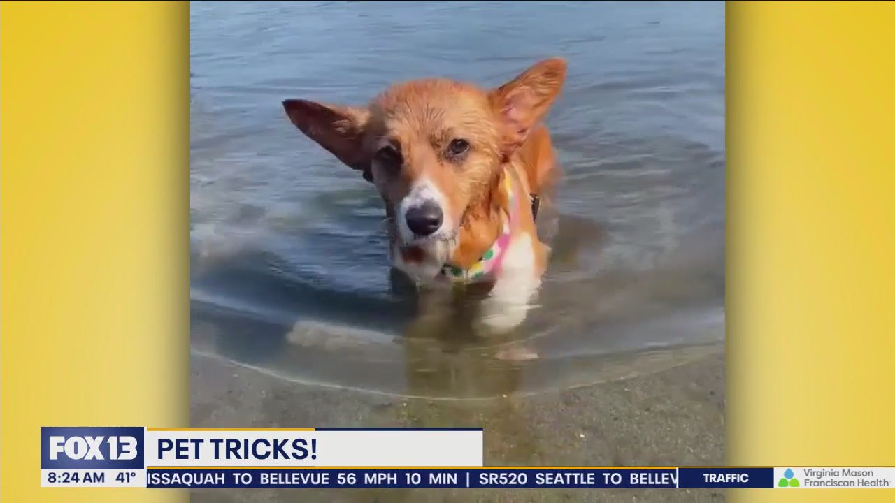 Good Day Pet Tricks Friday, April 5