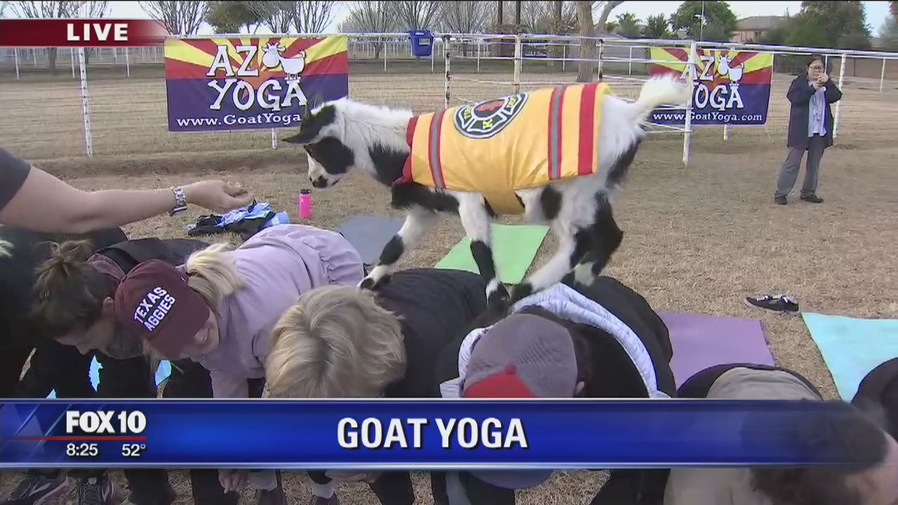 Cory's Corner: Arizona Goat Yoga
